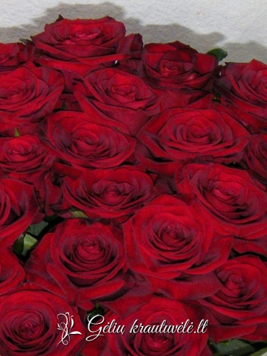 Raudonos rožės „Delux“ 60-80cm.