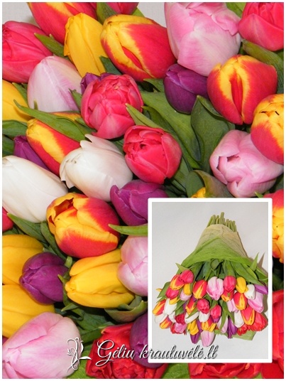 Spalvingų tulpių jūra nuo 20vnt.