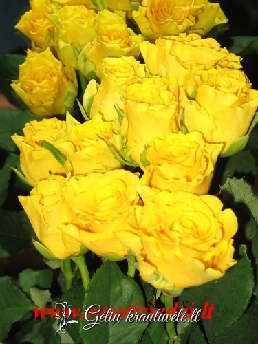Geltonos rožės 50-70cm.