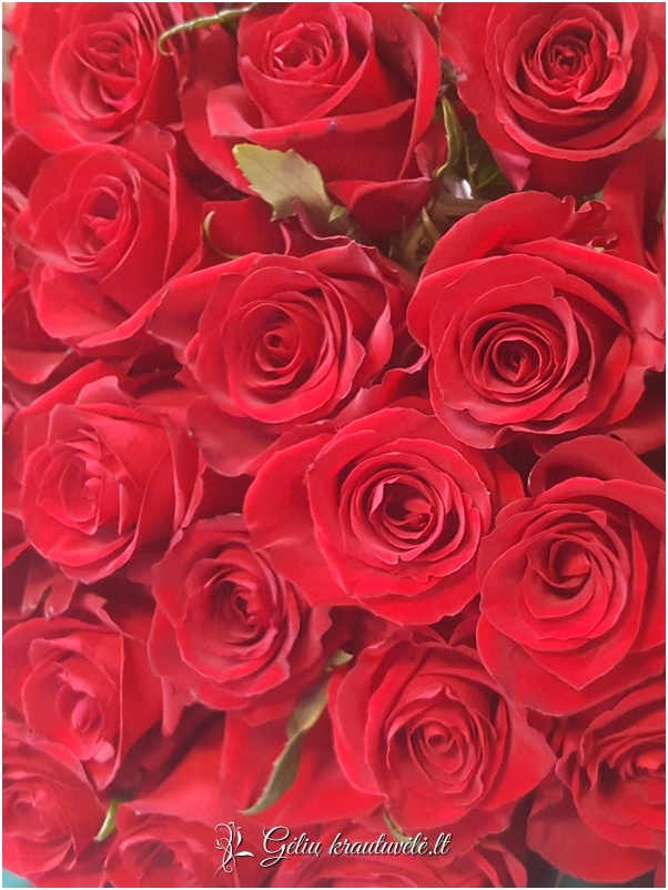 Raudonos rožės „Delux“ 60-80cm. nuotrauka 1