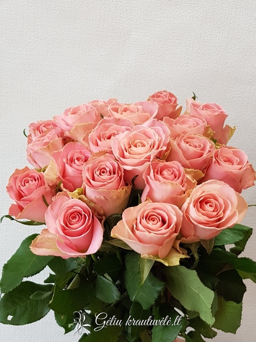 Rožinės rožės 50-80cm.