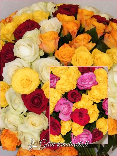 Įvairiaspalvių rožių mix 50-70cm.
