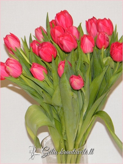 Raudonos tulpės