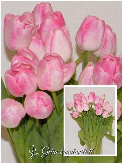 Rožinės tulpės