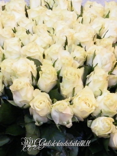 Baltos rožės 40-60cm.