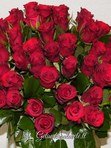 Raudonos rožės 40-60cm.
